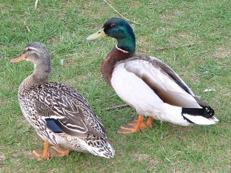 káčer a kačica divá